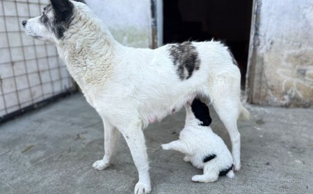 Șapte suflete pufoase caută o casă plină de iubire