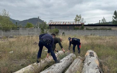 MAFIA LEMNULUI, ÎN VIZORUL POLIȚIȘTILOR