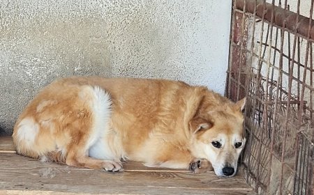 Toto, cățelul care așteaptă o șansă la o viață mai bună