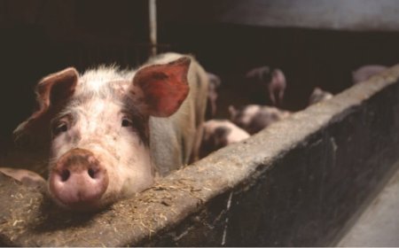 PESTA PORCINĂ AFRICANĂ LOVEȘTE DIN NOU…ÎNAINTE DE CRĂCIUN