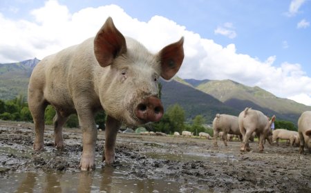 Focar de pestă porcină africană confirmat la Gottlob