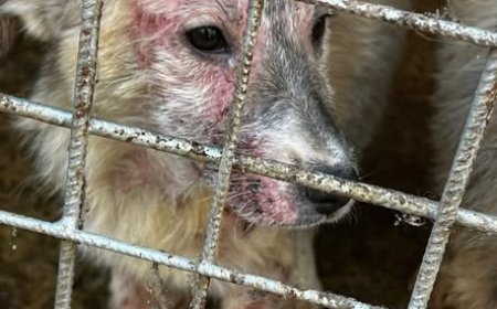 IUBITORII DE ANIMALE SCOT LA IVEALĂ ADEVĂRUL DIN PADOCUL REȘIȚA