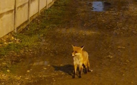 O VULPE CUTREIERĂ PRIN TIMIȘOARA