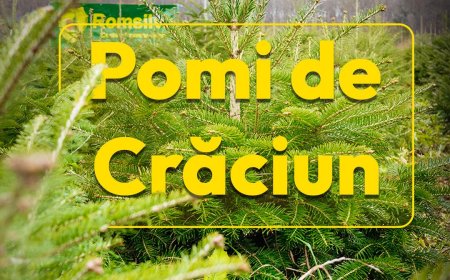 Romsilva scoate la vânzare peste 16.000 de pomi de Crăciun