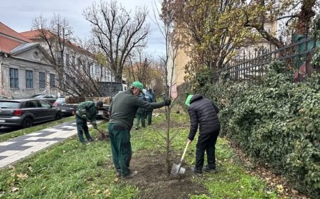 SE PLANTEAZĂ ARBORI ÎN TIMIȘOARA