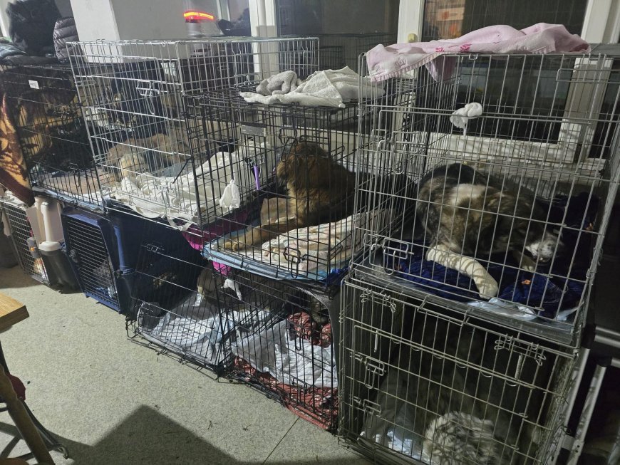 Zeci de câini sterilizați și primele adopții la adăpostul public Reșița