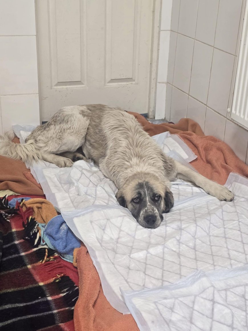 Zeci de câini sterilizați și primele adopții la adăpostul public Reșița