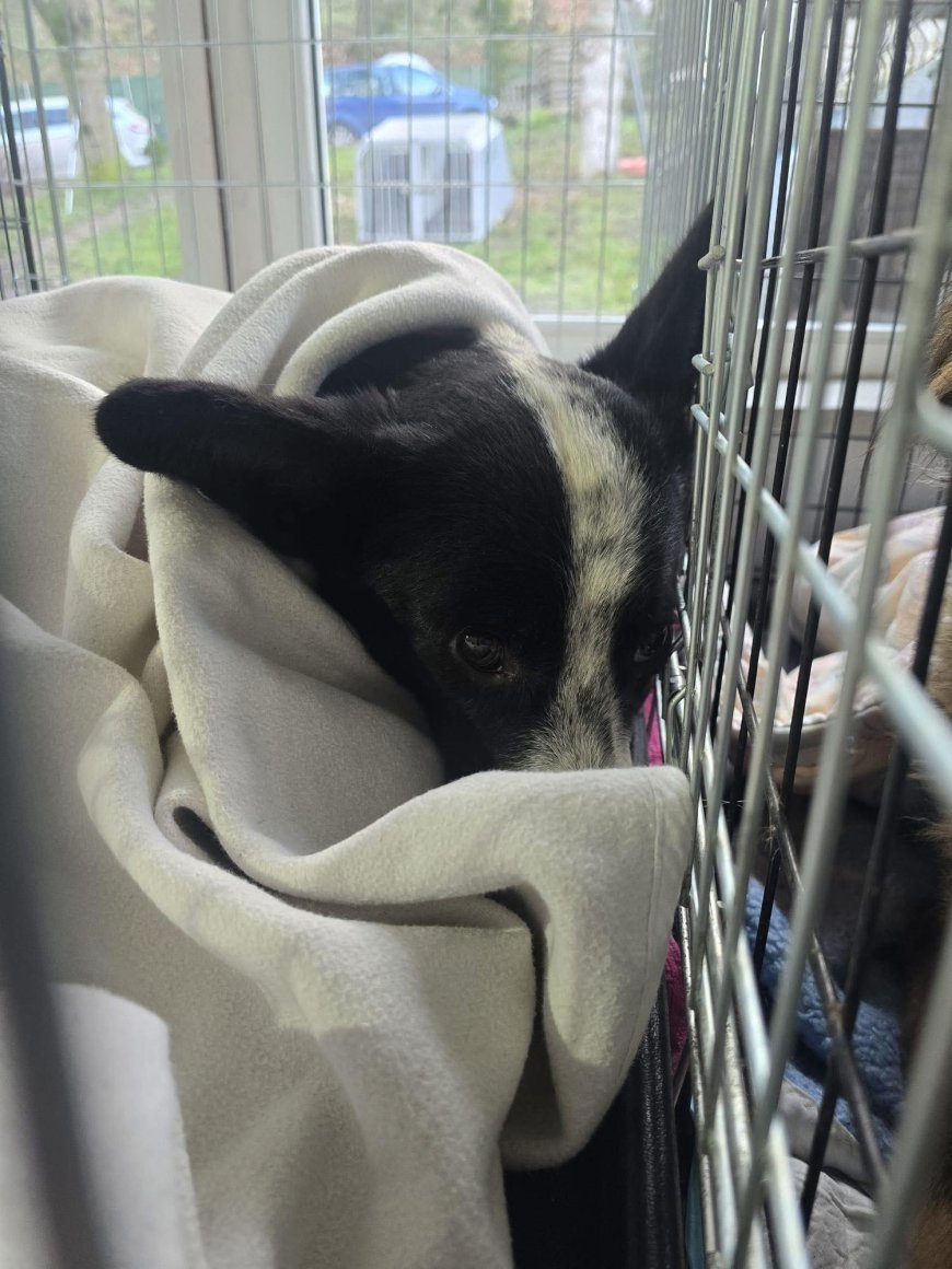 Zeci de câini sterilizați și primele adopții la adăpostul public Reșița