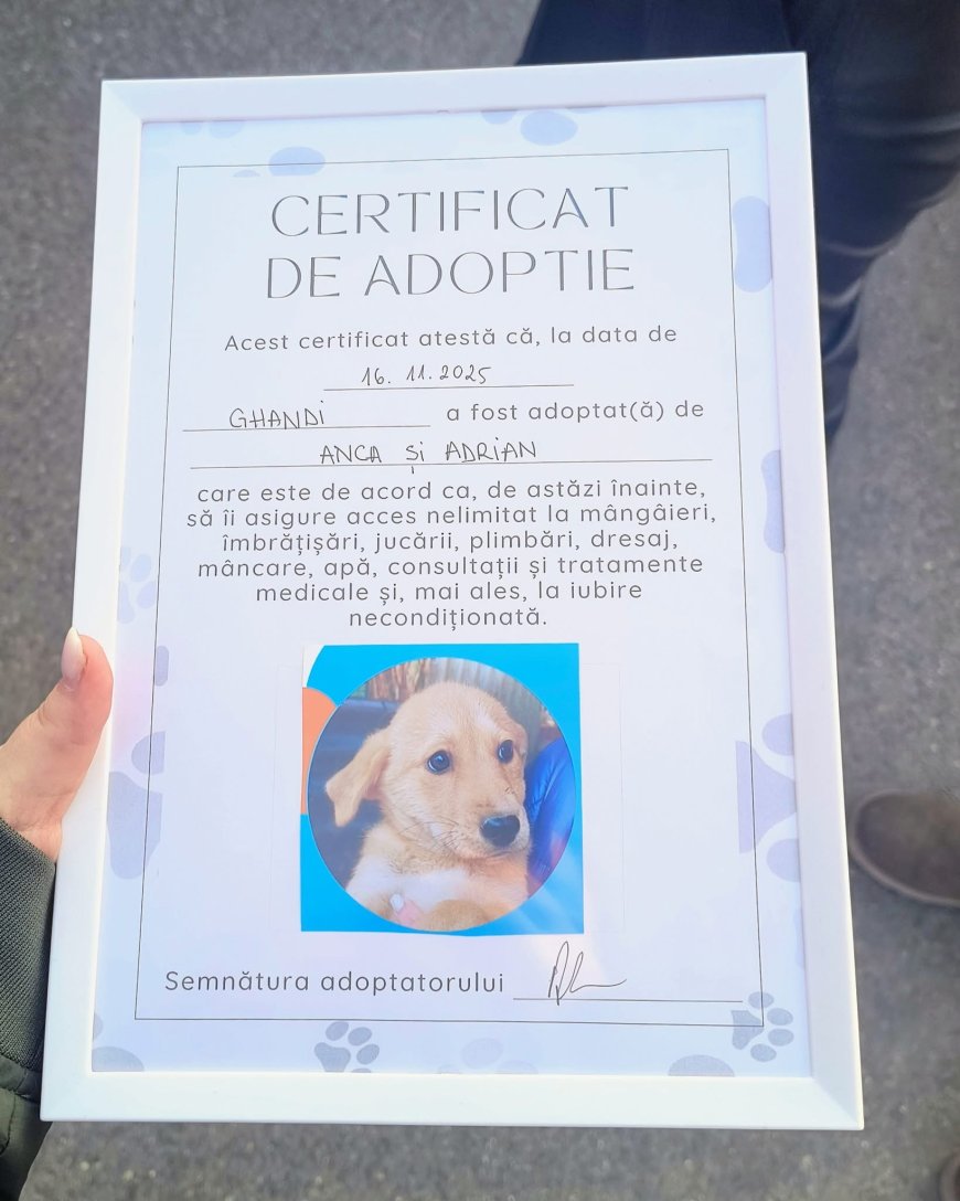 Animăluțe fără stăpân, o zi de bucurie și adopții la târgul de profil