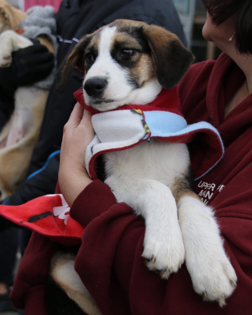 Animăluțe fără stăpân, o zi de bucurie și adopții la târgul de profil