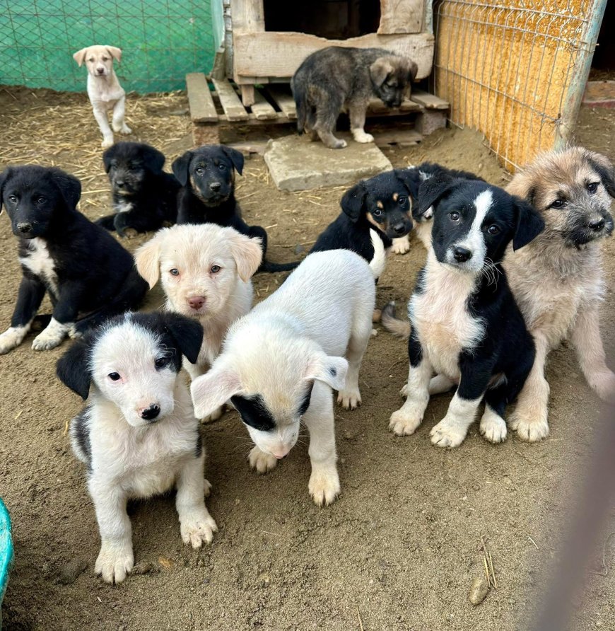 Donațiile lunare pot salva animale abandonate și rănite