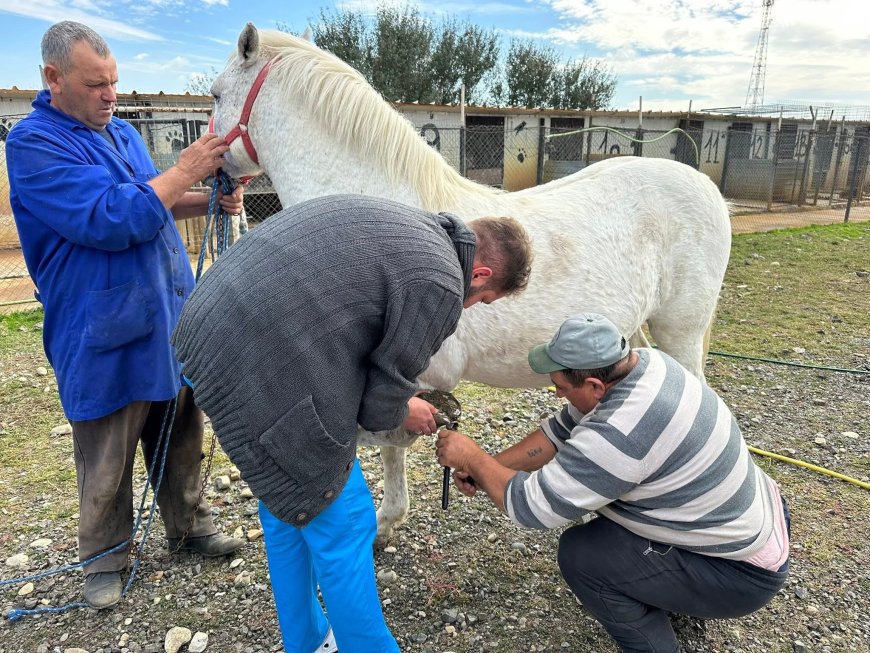 Donațiile lunare pot salva animale abandonate și rănite