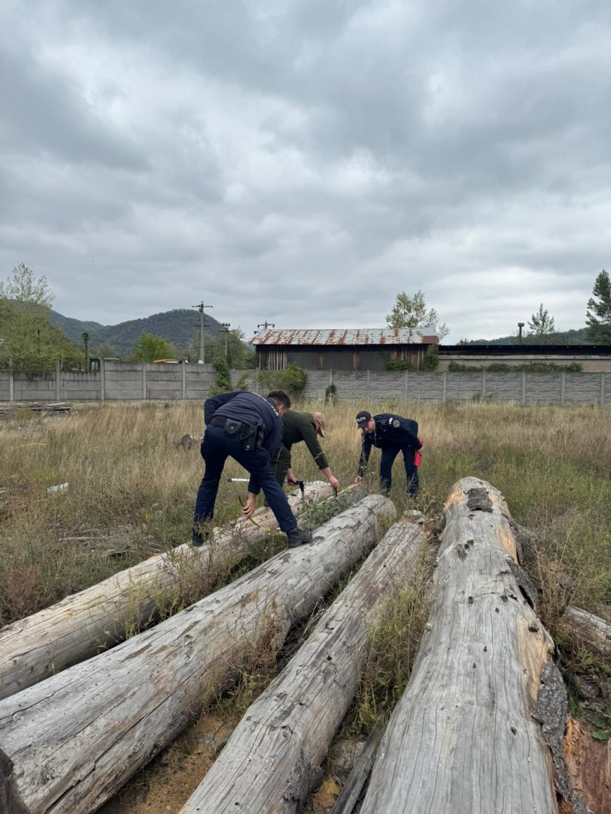 MAFIA LEMNULUI, ÎN VIZORUL POLIȚIȘTILOR