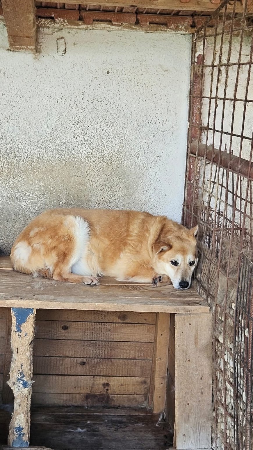 Toto, cățelul care așteaptă o șansă la o viață mai bună