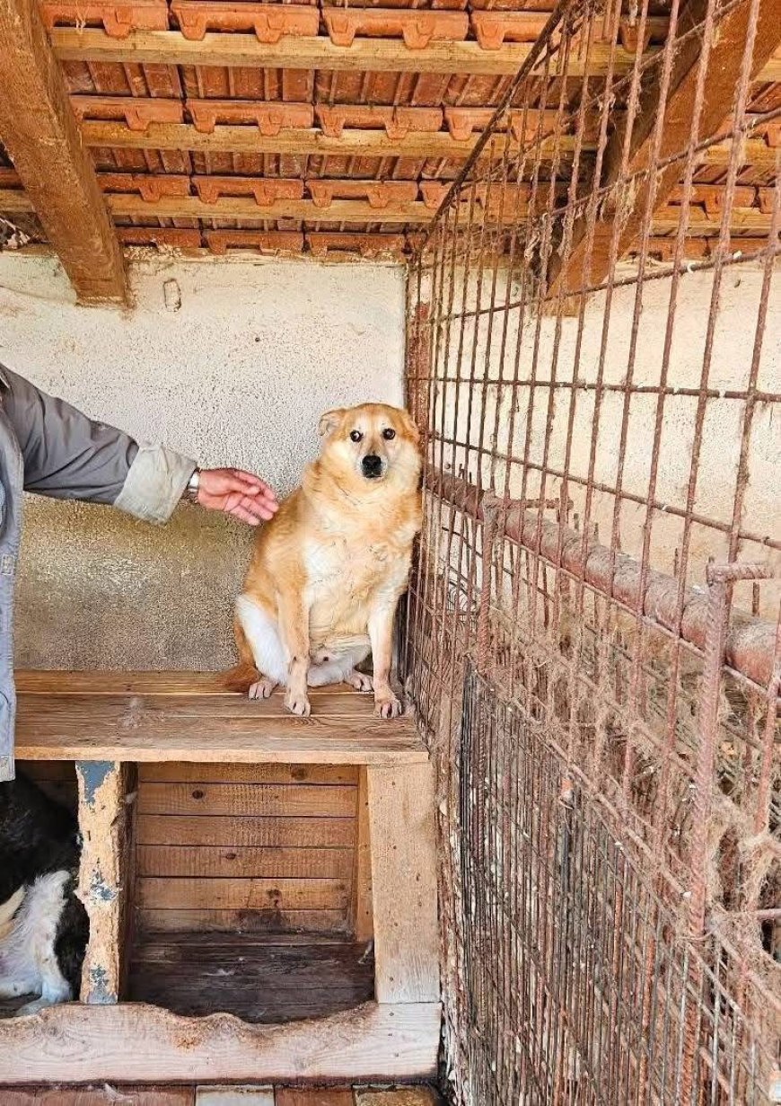 Toto, cățelul care așteaptă o șansă la o viață mai bună