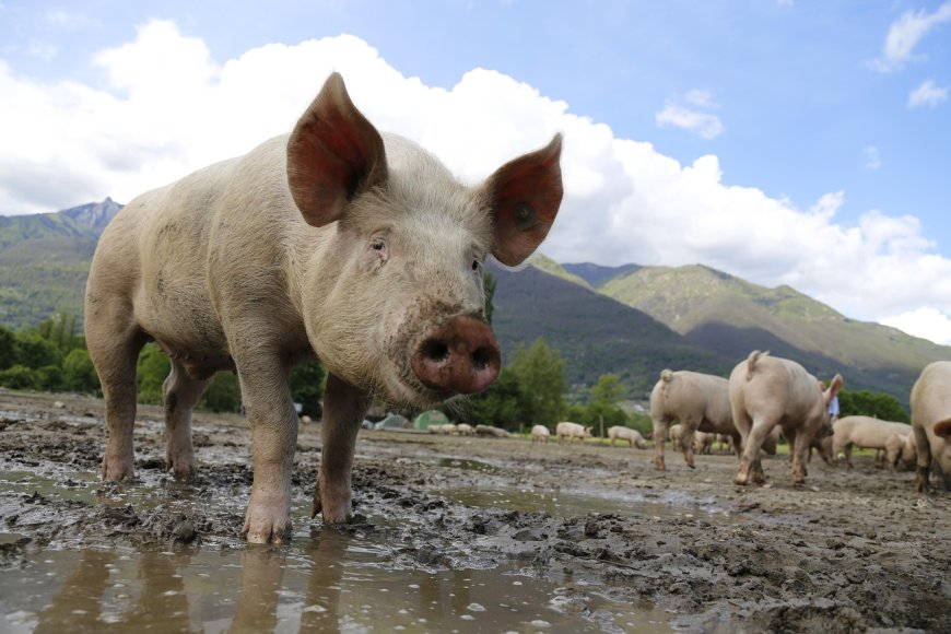 Focar de pestă porcină africană confirmat la Gottlob