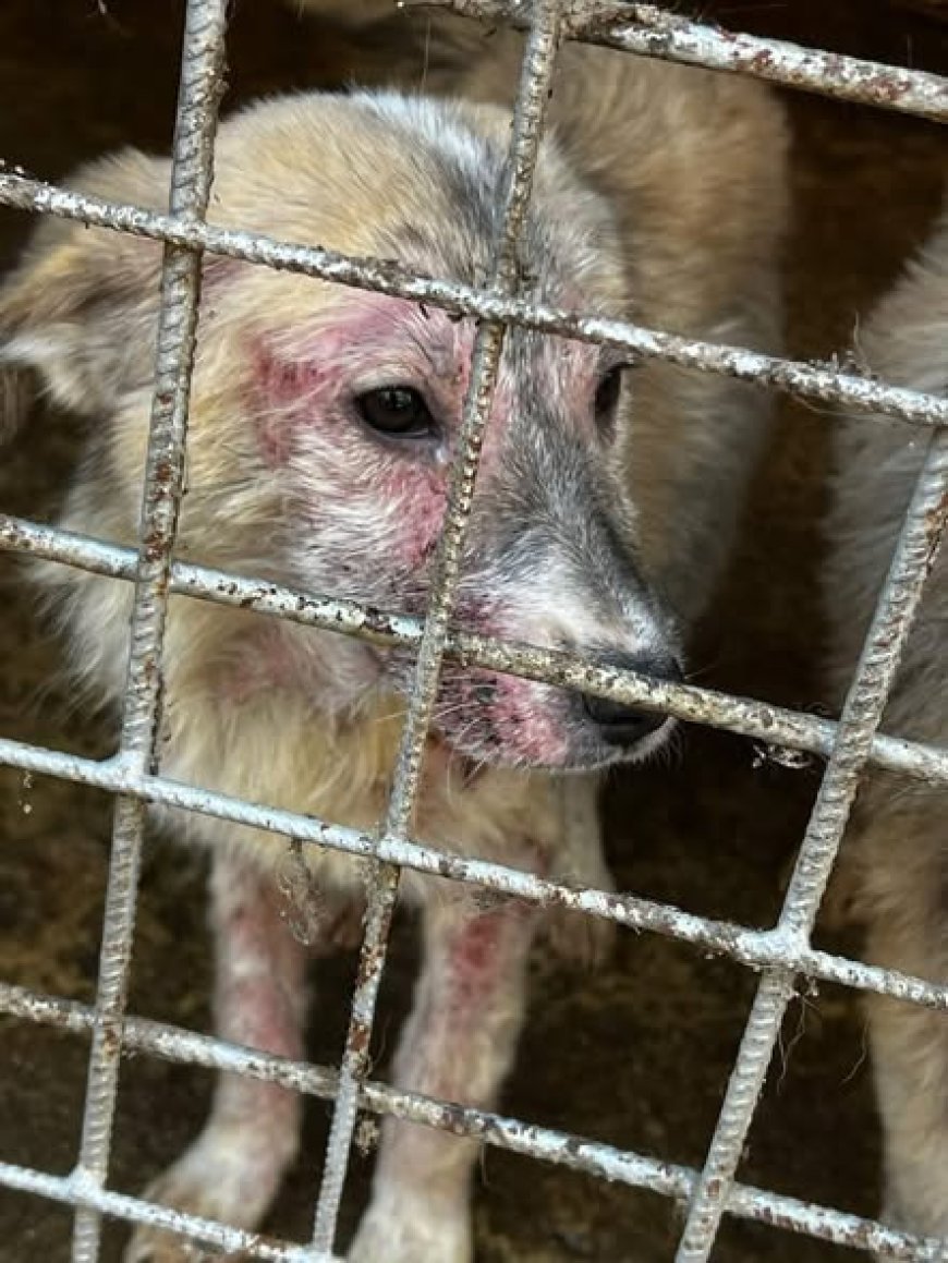 IUBITORII DE ANIMALE SCOT LA IVEALĂ ADEVĂRUL DIN PADOCUL REȘIȚA