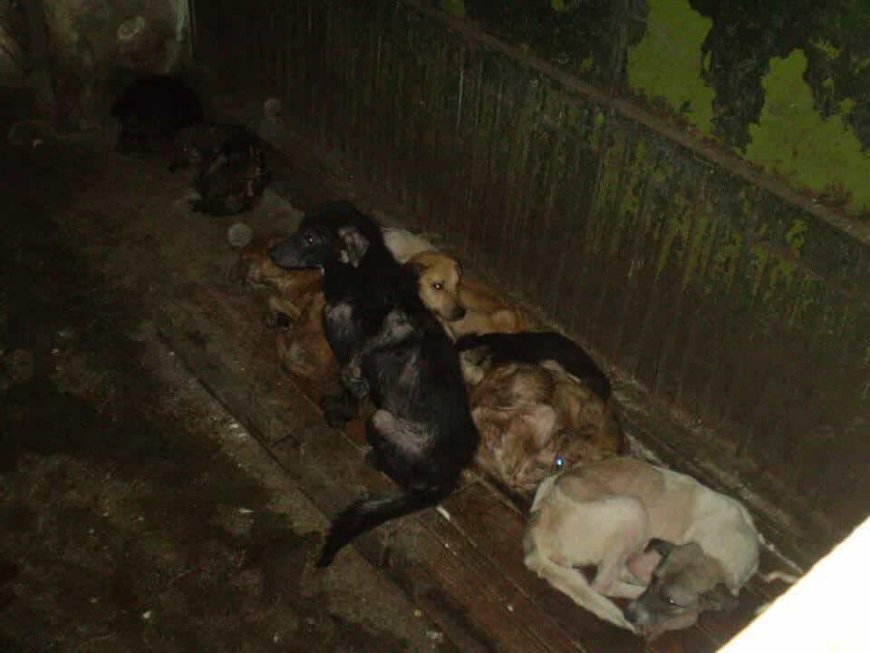 IUBITORII DE ANIMALE SCOT LA IVEALĂ ADEVĂRUL DIN PADOCUL REȘIȚA