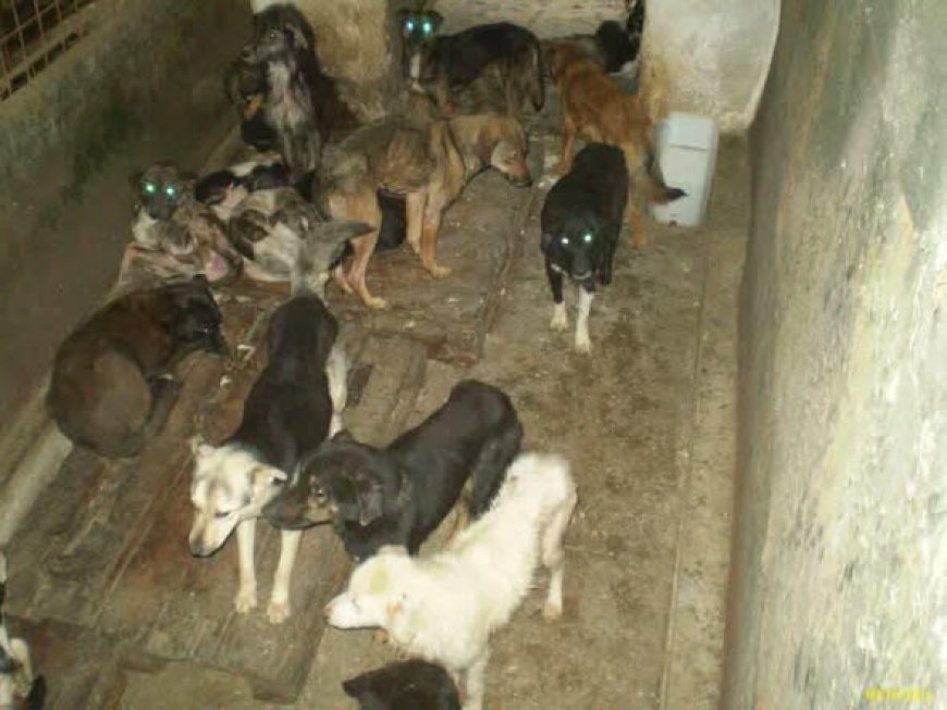 IUBITORII DE ANIMALE SCOT LA IVEALĂ ADEVĂRUL DIN PADOCUL REȘIȚA