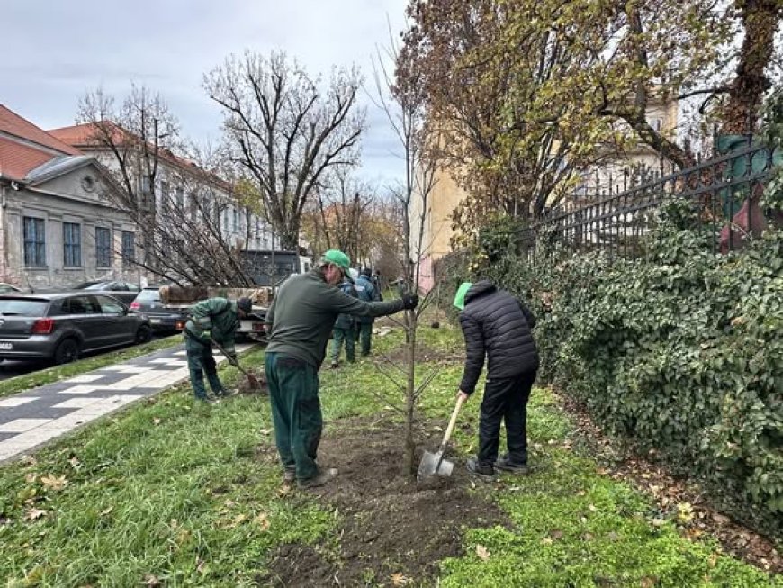 SE PLANTEAZĂ ARBORI ÎN TIMIȘOARA