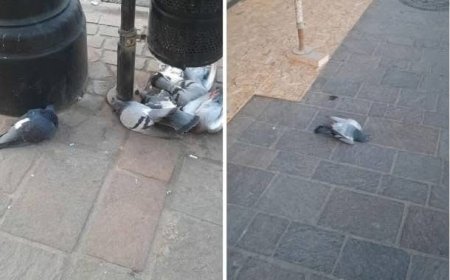 Anchetă cerută după moartea porumbeilor în Oradea