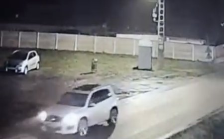 VIDEO | Cruzime extremă în Giarmata: câine ucis intenționat