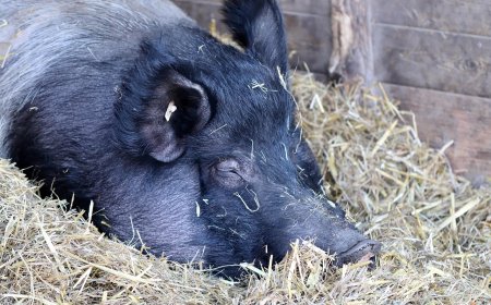 Au fost ridicate restricțiile sanitar-veterinare la Gottlob