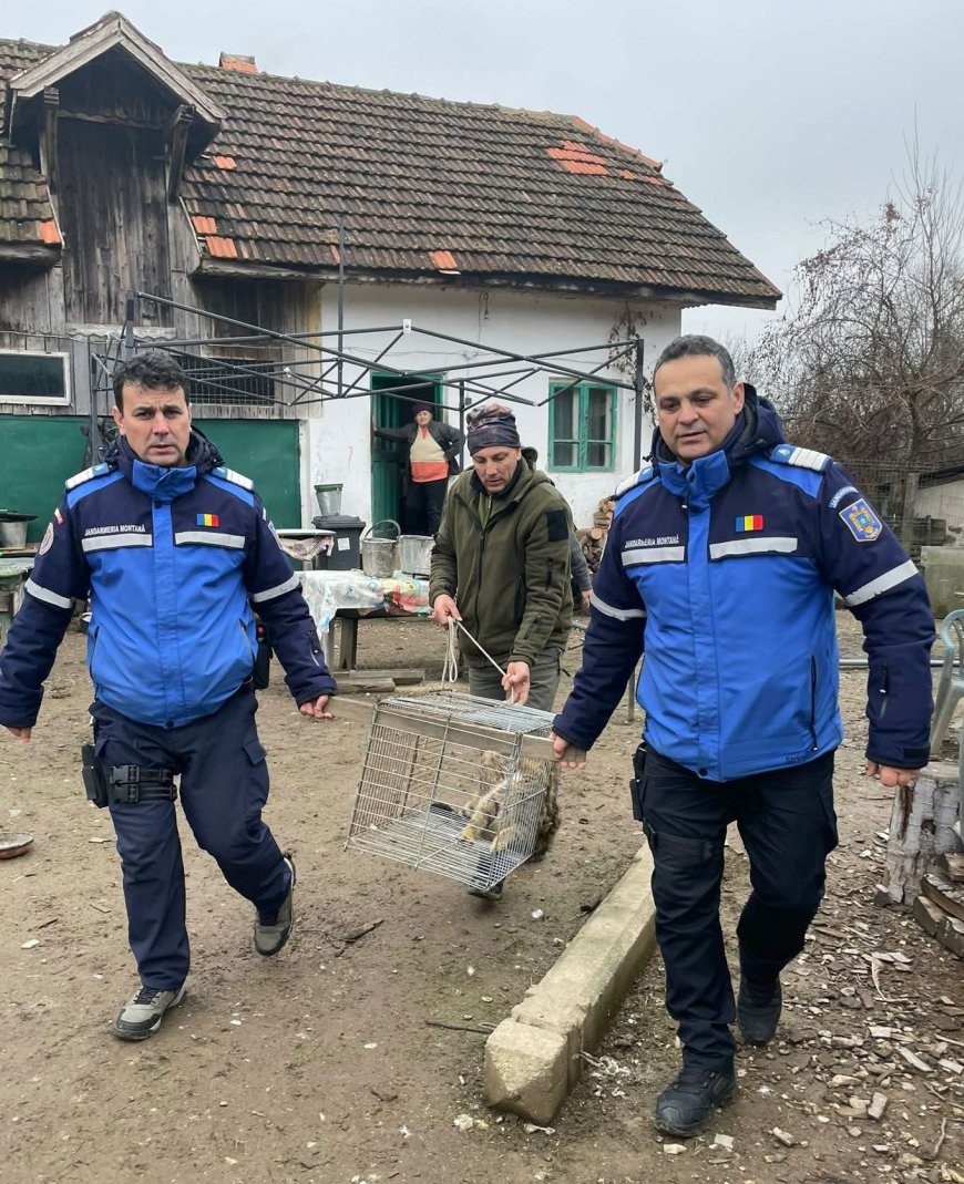 O pisică sălbatică a fost capturată la Tismana