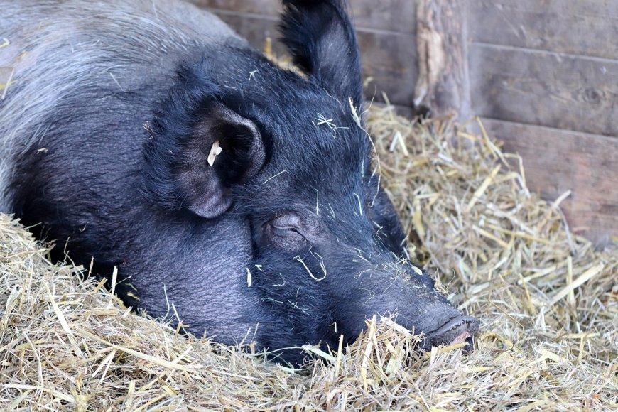 Au fost ridicate restricțiile sanitar-veterinare la Gottlob