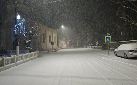 GERUL LOVEȘTE JUDEȚUL TIMIŞ