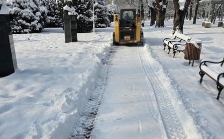 ECHIPELE HORTICULTURA AU DESZĂPEZIT PARCURILE DIN TIMIȘOARA