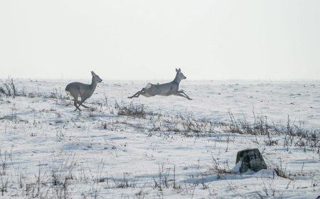 DOUĂ CĂPRIOARE, “ÎNTOARSE” DE LA FRONTIERĂ