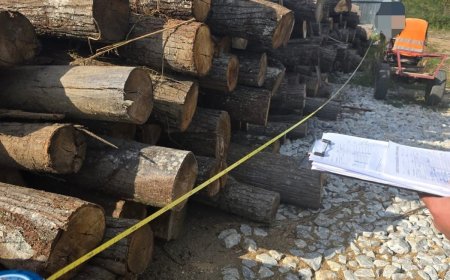 Amenzi și lemn confiscat în urma unui control silvic