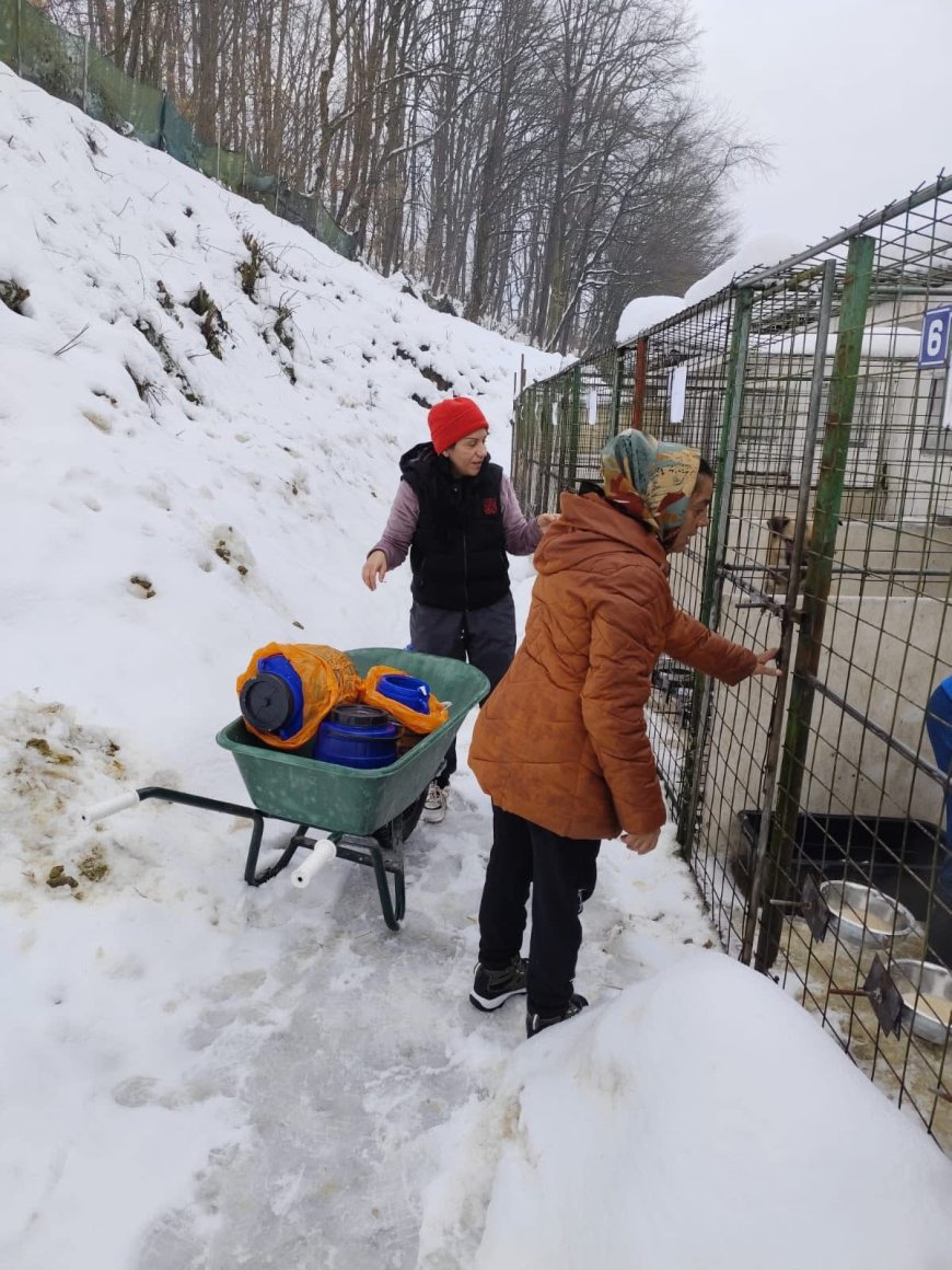 Gest deosebit pentru câinii de la adăpostul din Reșița