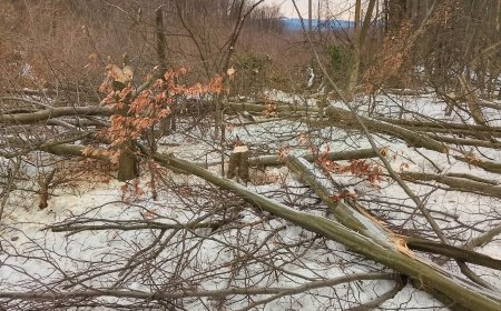 ROMSILVA INTERVINE DUPĂ FENOMENE METEO EXTREME ÎN MOLDOVA NOUĂ