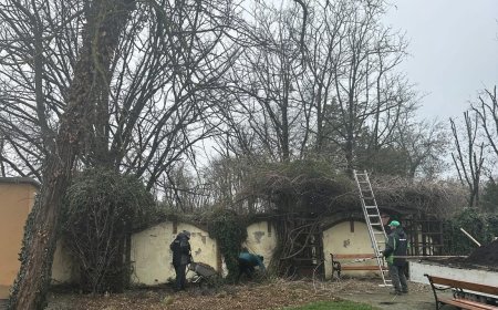 CASA CĂSĂTORIILOR DIN TIMIȘOARA, ÎNSUFLEȚITĂ DE ECHIPELE HORTICULTURA