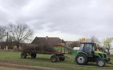 Primăria Satului Chinez reia colectarea crengilor