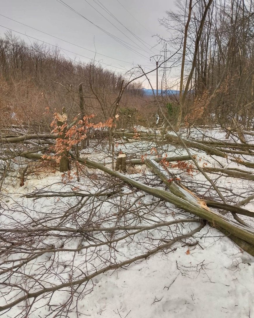 ROMSILVA INTERVINE DUPĂ FENOMENE METEO EXTREME ÎN MOLDOVA NOUĂ