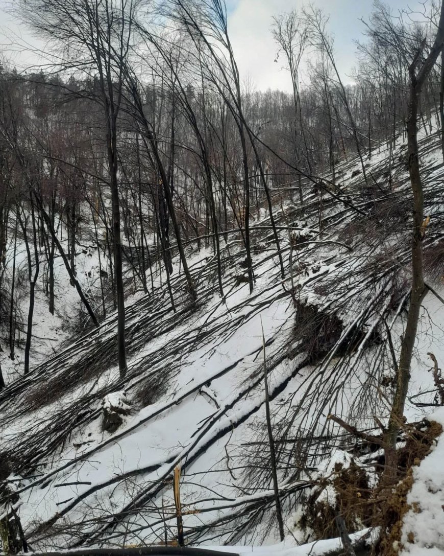 ROMSILVA INTERVINE DUPĂ FENOMENE METEO EXTREME ÎN MOLDOVA NOUĂ