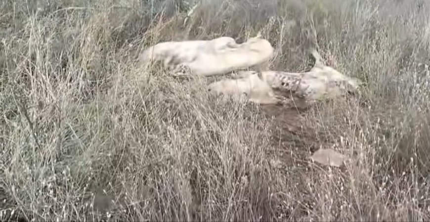 CAZ DE PESTĂ PORCINĂ AFRICANĂ CONFIRMAT LA MISTREȚI ÎN TIMIȘ