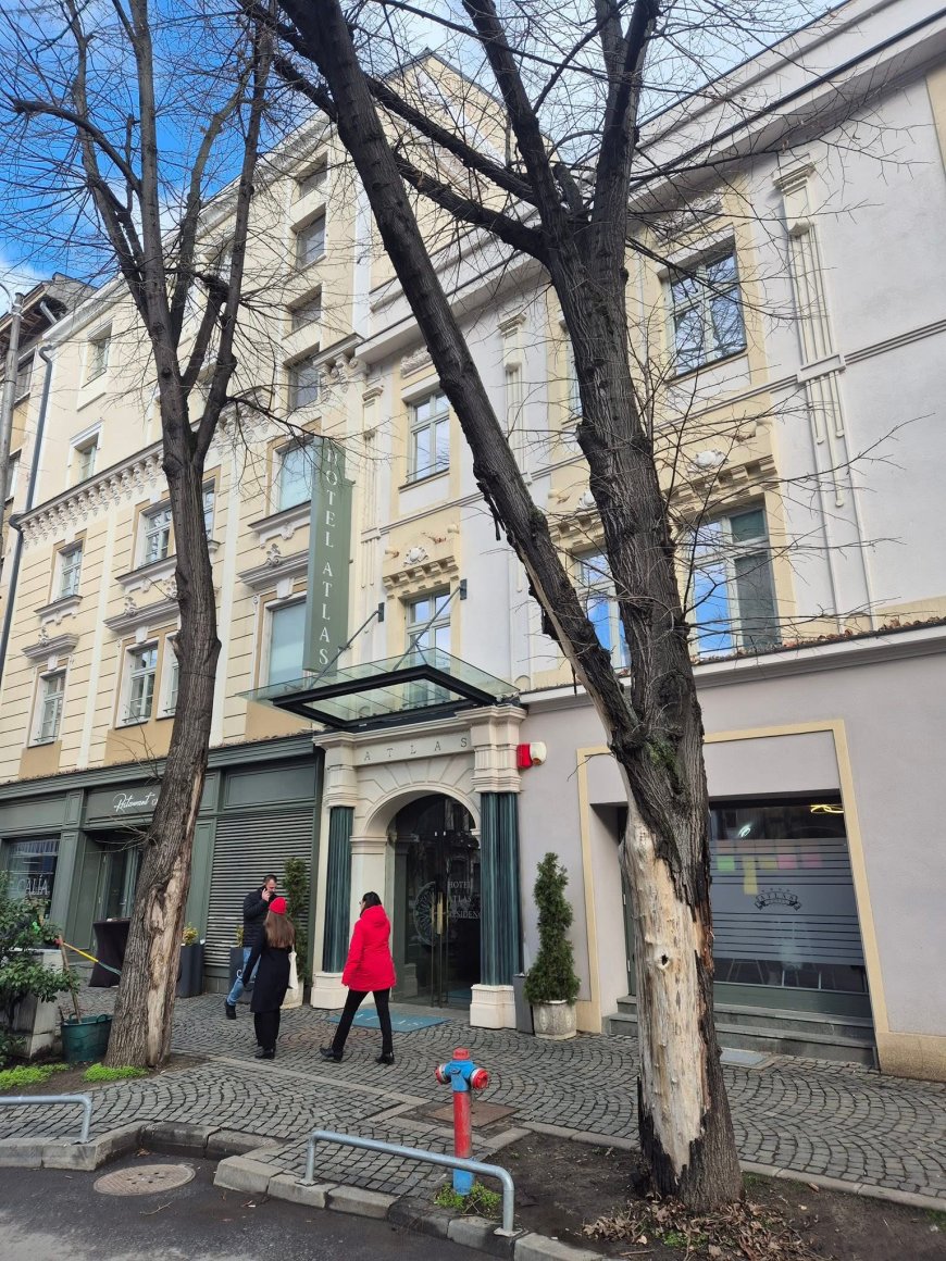 Doi tei degradați, defrișați pe strada Proclamația de la Timișoara