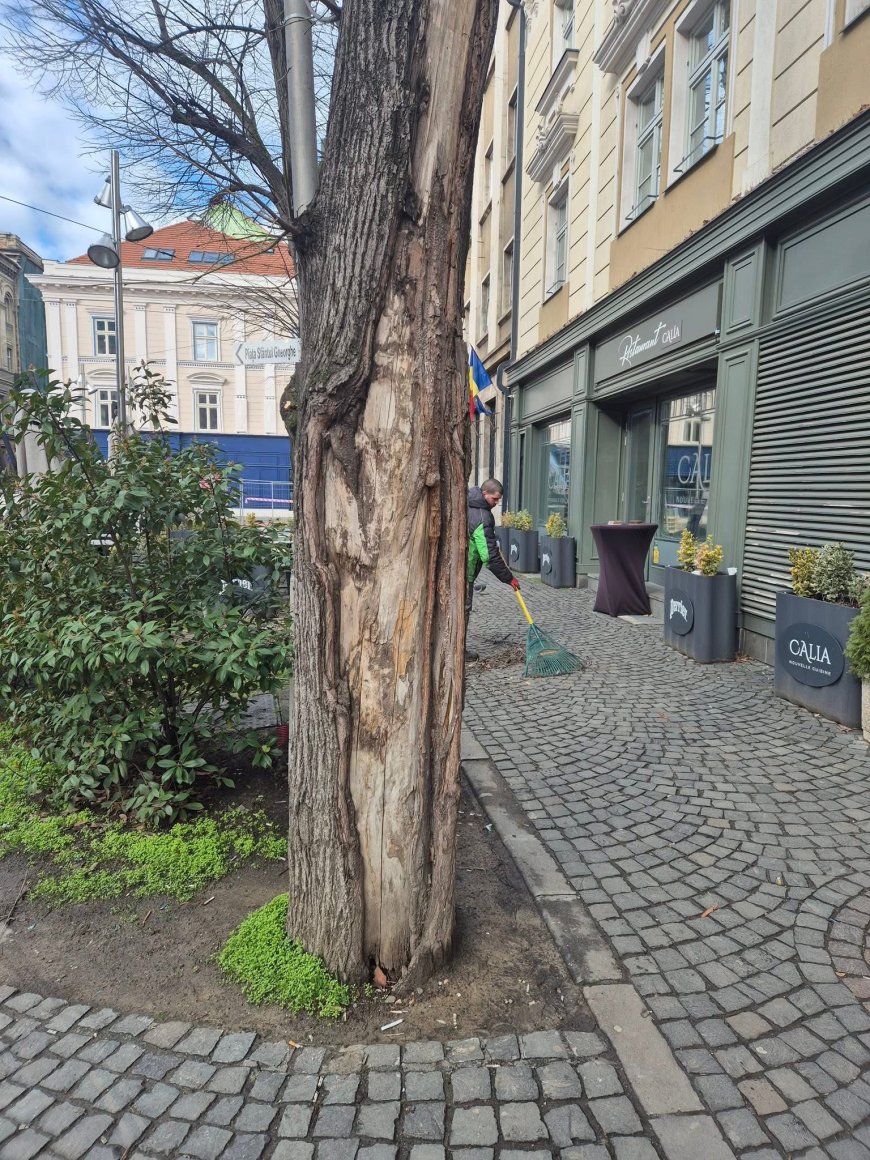 Doi tei degradați, defrișați pe strada Proclamația de la Timișoara