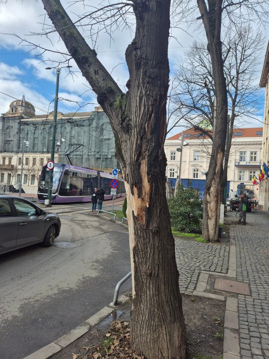 Doi tei degradați, defrișați pe strada Proclamația de la Timișoara