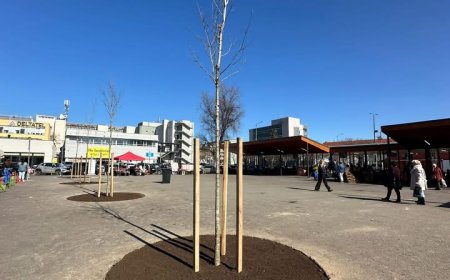 Plantări de primăvară în Timișoara
