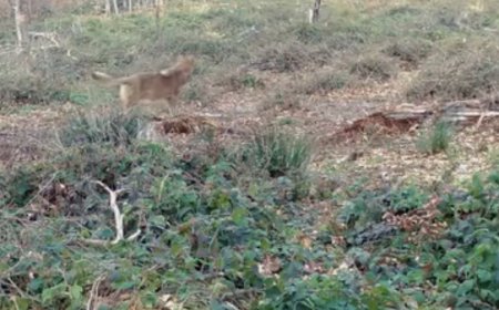 Lupi în căutarea prăzii, surprinși în Caraș-Severin