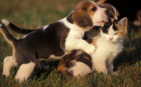 Primăria Timișoara a lansat achiziția pentru serviciile de sterilizare gratuită a animalelor de companie