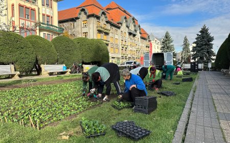 Spațiile verzi centrale și arborii de pe aliniamente intră în întreținerea societății Horticultura