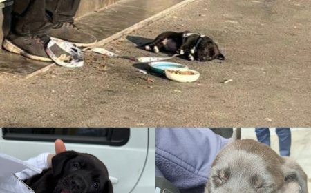 S-a folosit de un cățeluș ca să obțină mila oamenilor
