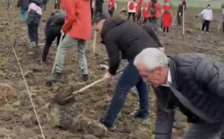 Start plantării de la Ianova