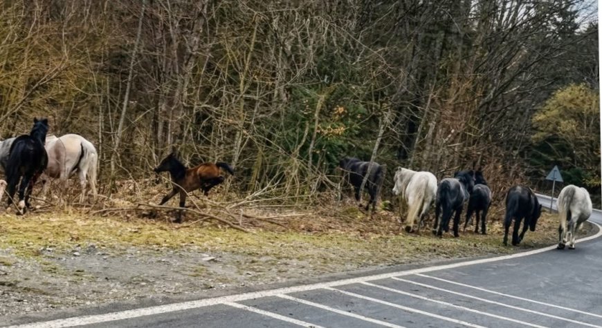 Cai sălbăticiți, din nou la marginea DN 57B, în Munții Aninei